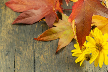 Yellow daisies and colorful leaves on the wooden natural backgroun. Autumn colorfulness concept.