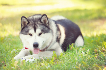 Malamute dog lying on the grass with toy