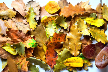 Fondo otoñal de hojas naturales y coloridas