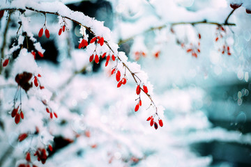 Barberry. Barberry in the snow.