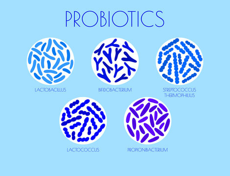 infographic types of probiotics in the gut. flat vector illustration. Propionibacterium, Streptococcus thermophilus, Lactococcus, Bifidobacterium, Lactobacillus. concept good bacteria for microflora. 