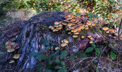 Colony of mushrooms on a felled tree trunk