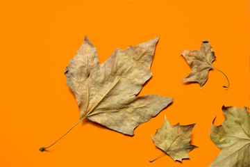Fondo naranja otoñal con hojas naturales 