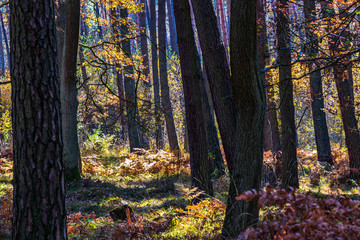 Golden Poland Autumn, Puszcza Niepolomicka, Poland