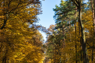 Golden Poland Autumn, Puszcza Niepolomicka, Poland