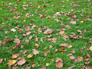 autumn leaves on green grass