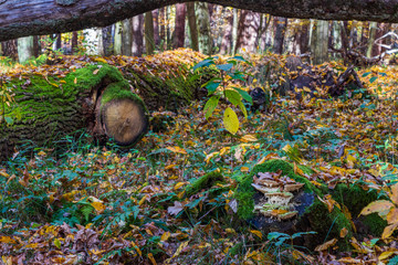 Golden Poland Autumn, Puszcza Niepolomicka, Poland