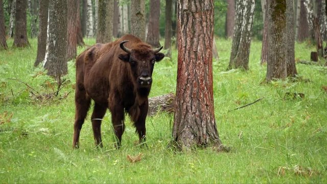 wisent, zubr or aurochs №32 - a large wild Eurasian ox that was the ancestor of domestic cattle. It was probably exterminated in Britain in the Bronze Age