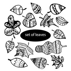 Vector set of leaves, collection of hand-drawn leaves. Isolated on white. Ink illustration. Hand drawn design elements.