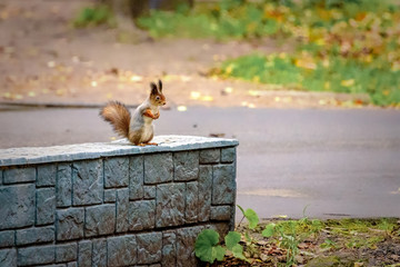 Squirrel sits on a stone parapet in the park