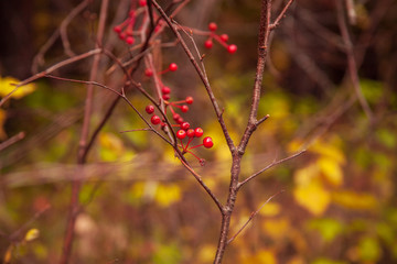 Red wild cherry on a branch in autumn season.