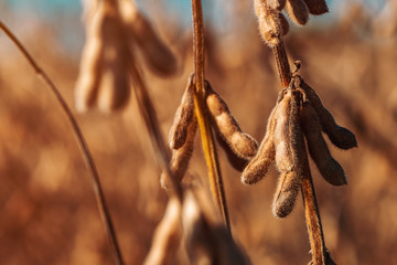 Soybean pods, selective focus
