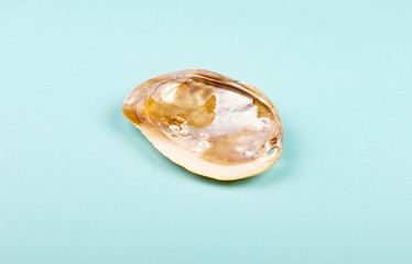 Natural Abalone Shell with Pearls