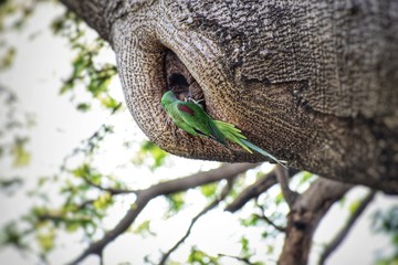 parakeet