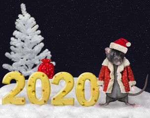 The pet rat in a Santa Claus suit is standing near the number 2020 made from cheese in the winter forest. Happy new year.