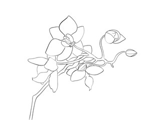 Orchid line art. Illustration of a blooming orchid on a white background. Orchid Elements Isolated