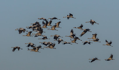 kraniche in der luft