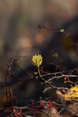sunlit yellow leaf on branch