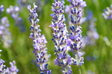 Lavender flowers