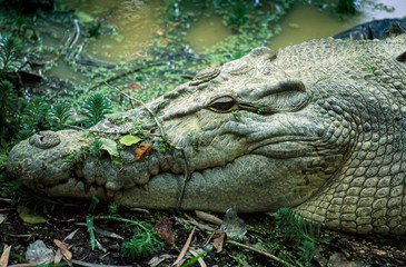 Australian Crocodile head close-up.