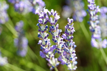 Obraz premium Lavender flowers