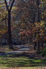 Walking path with Autumn trees