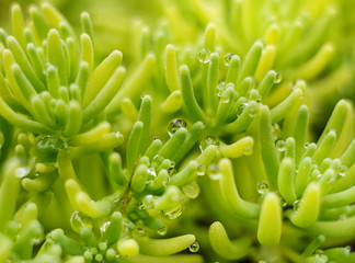 Macro shot with small depth of field of drops on tiny succulent plants (spanish stonecrop or sedum hispanicum). Close up of goldmoss sedum for background.