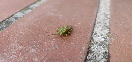 lizard on rock
