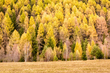 Pine Forest Texture. Fir trees forest background. Texture of coniferous forest (Larix sibirica). Siberian larch or Russian larch.