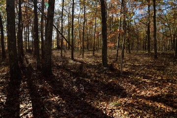 forest in autumn