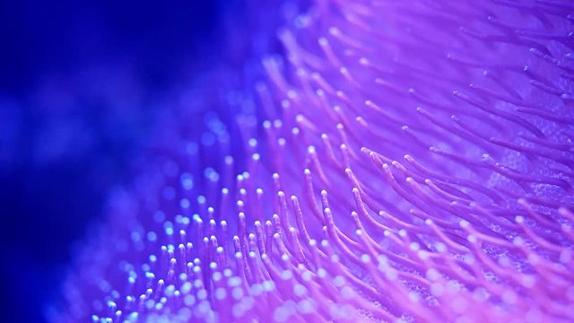 Sea anemone or sea flower underwater - Slow motion