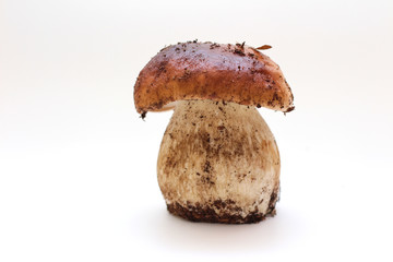 One dirty, unpeeled standing on tube porcini mushroom isolated on a white background.