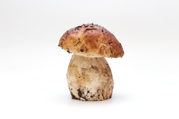 One dirty, unpeeled standing on tube penny bun mushroom isolated on a white background.