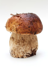 One dirty, unpeeled standing on tube porcini mushroom isolated on a white background.