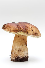 One dirty, unpeeled standing on tube Boletus edulis mushroom isolated on a white background.