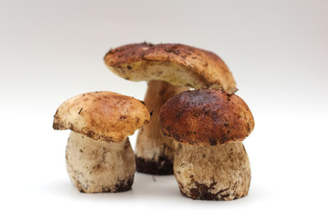 Three dirty, unpeeled standing on tube Boletus edulis mushroom isolated on a white background.