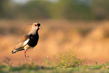 Southern screamer bird walks towards 