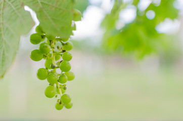 Bunch of growing green grapes