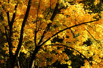 Autumn leaves on a maple tree. Autumn background. - 300758089