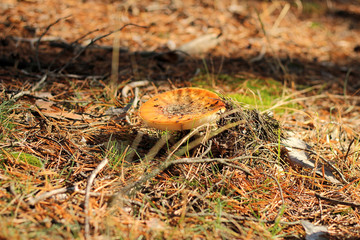 lonely Amanita muscaria in a pine forest