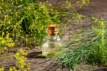 A bottle of dill seed oil with fresh Anethum graveolens plant