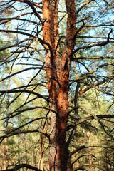 A lone pine tree with three trunks.