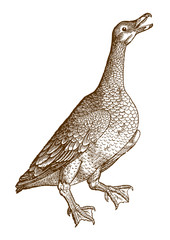 Screaming greylag goose (anser) raising its head in the air. Illustration after a historical woodcut from the 16th century