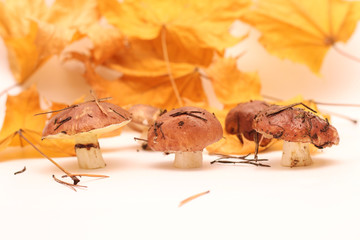 Fototapeta na wymiar A bunch of dirty, unpeeled standing on tube Suillus mushrooms isolated on a white background with yellow maple leaves. Selective focus.