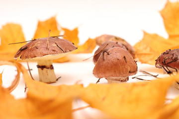 A bunch of dirty, unpeeled standing on tube Suillus mushrooms isolated on a white background with yellow maple leaves. Selective focus.
