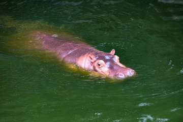 hippopotamus