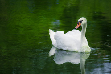 Fototapeta premium Swan swimming on a green lake