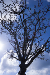 arbol deshojado con el cielo de fondo