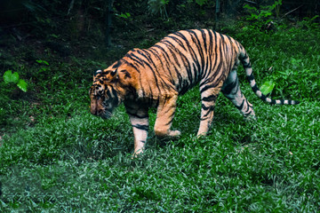 Foraging tiger