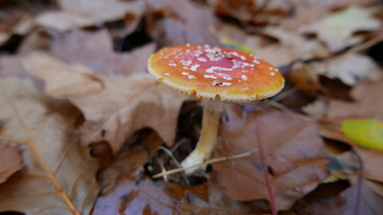 fly agaric in the forest